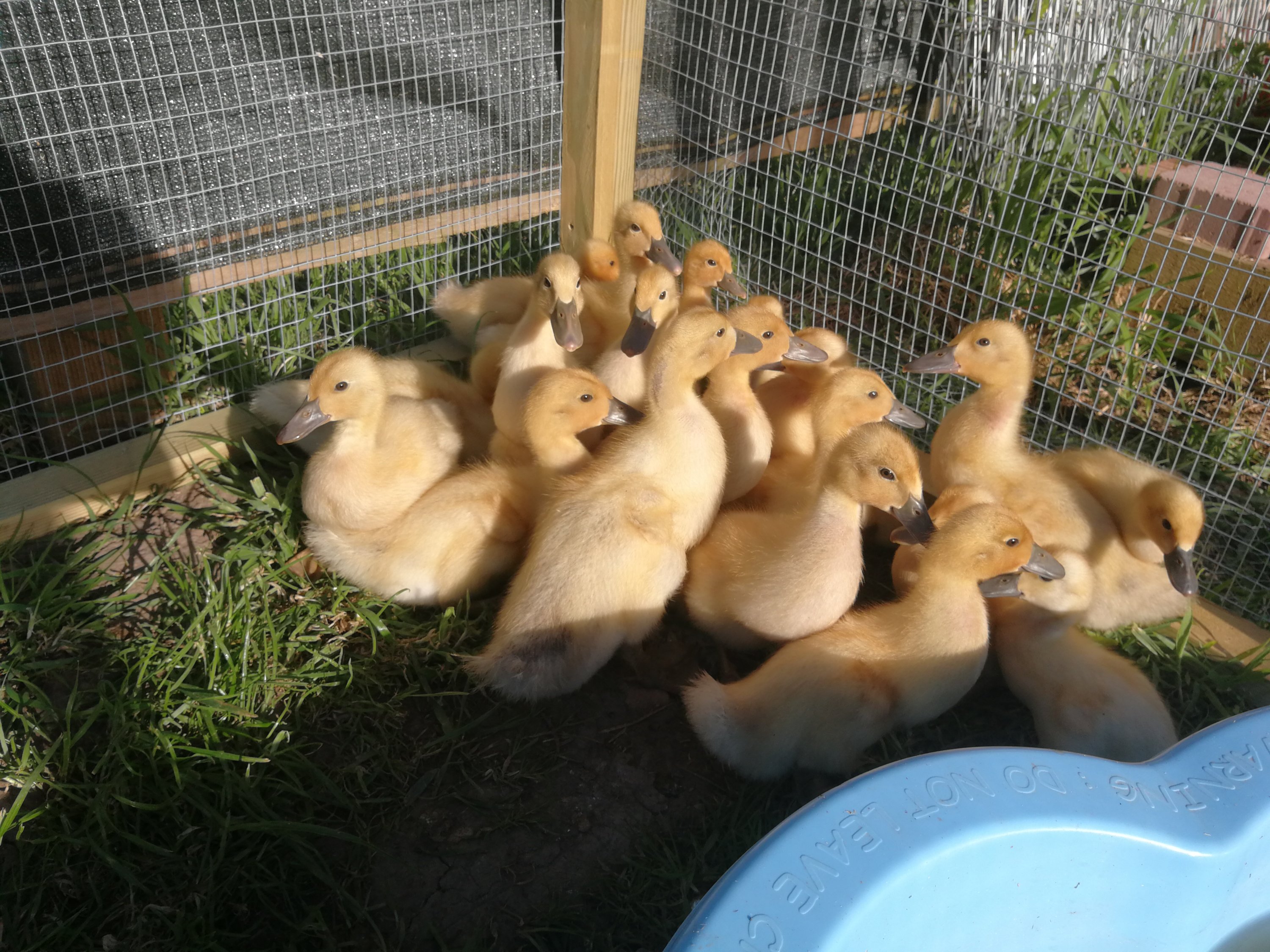 Welsh Harlequin Ducklings gathering away from hoomans