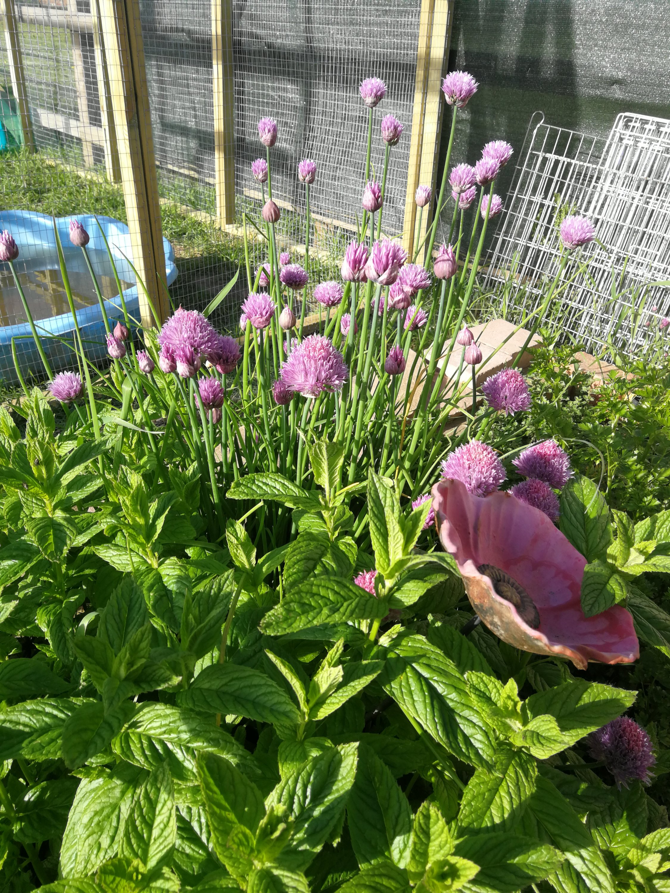 Chive flowers against lush green leafy herbs