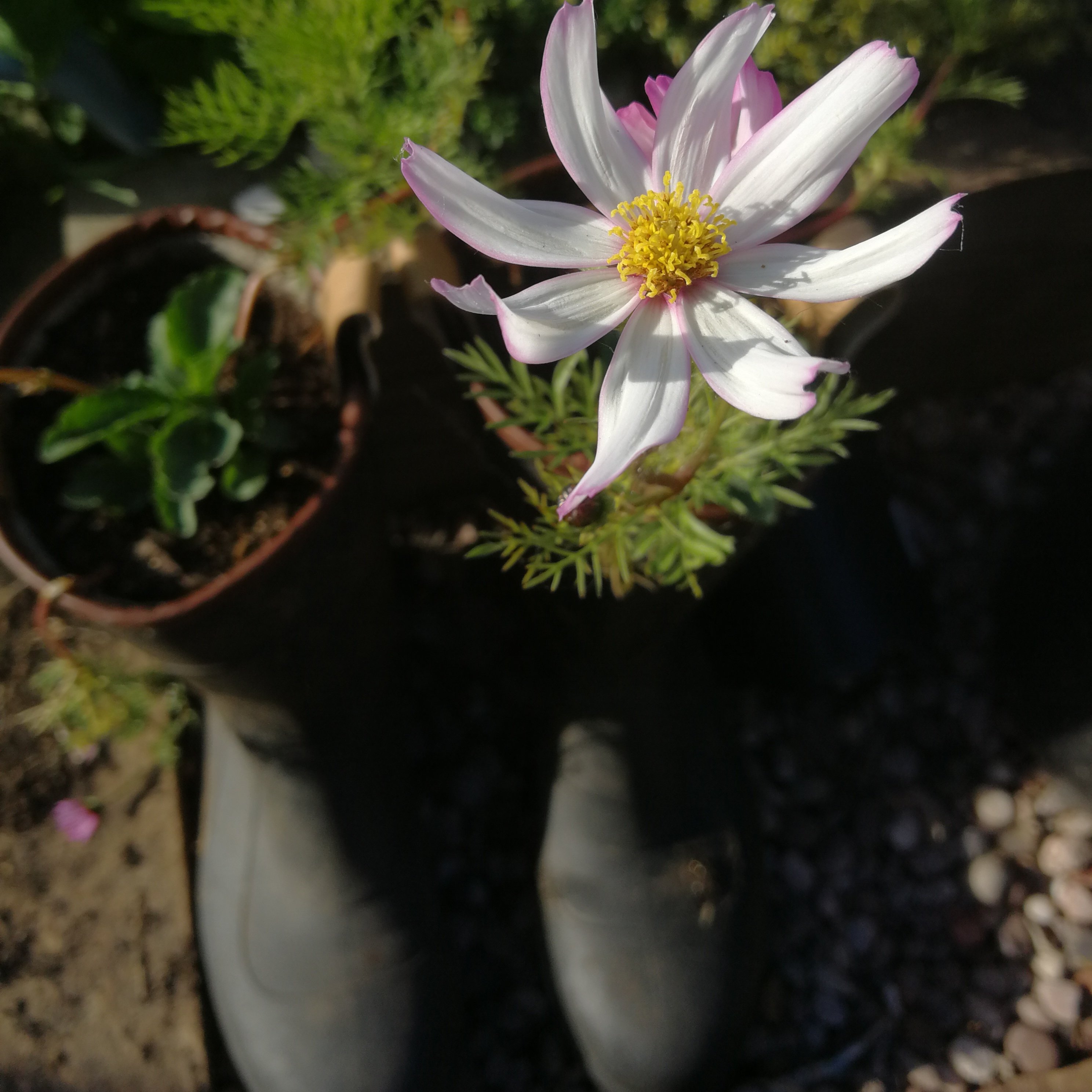 Open cosmos flower, grown in old wellies (seen in the background)