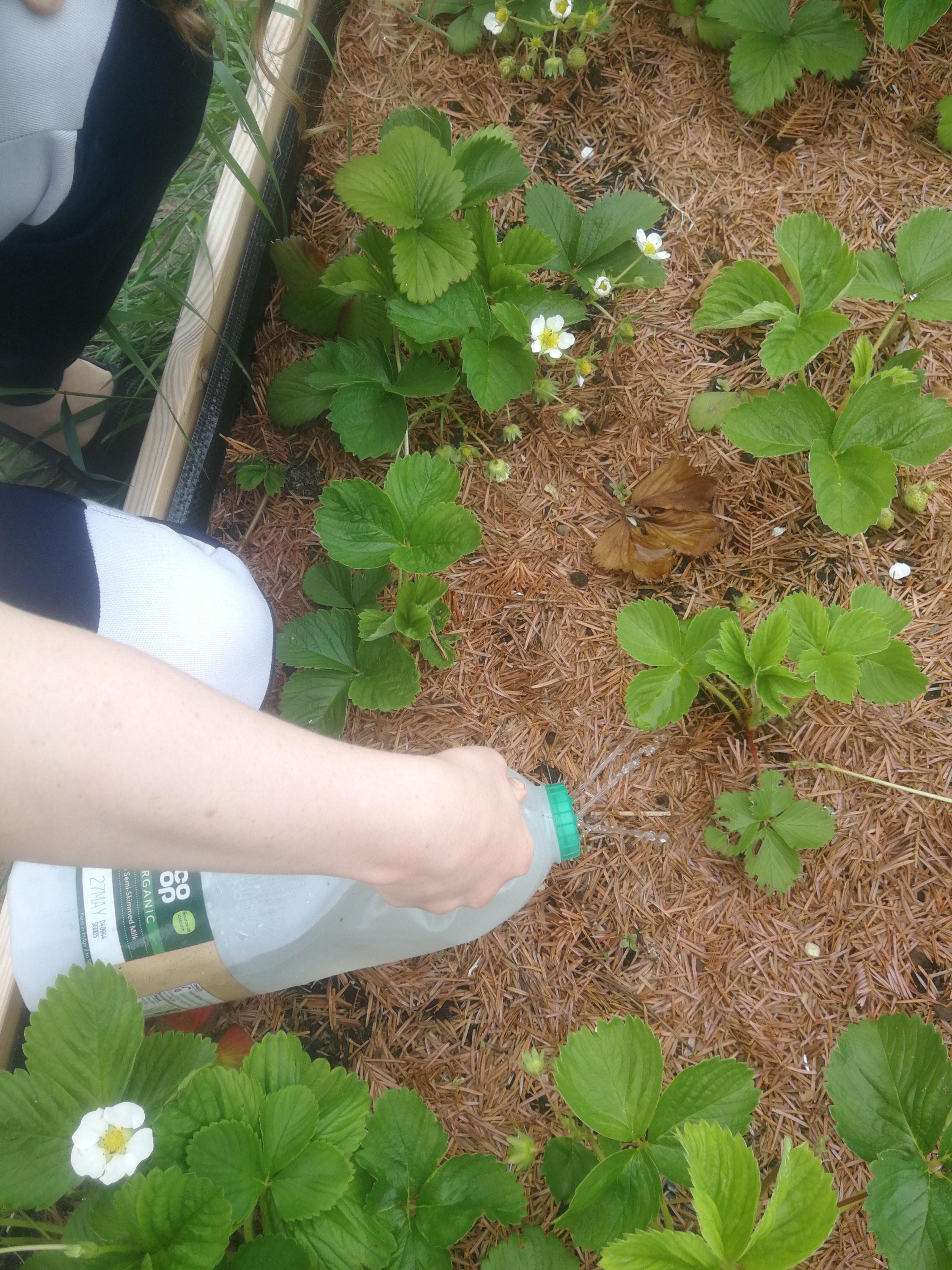 Watering the strawberries with his new self-made watering can!