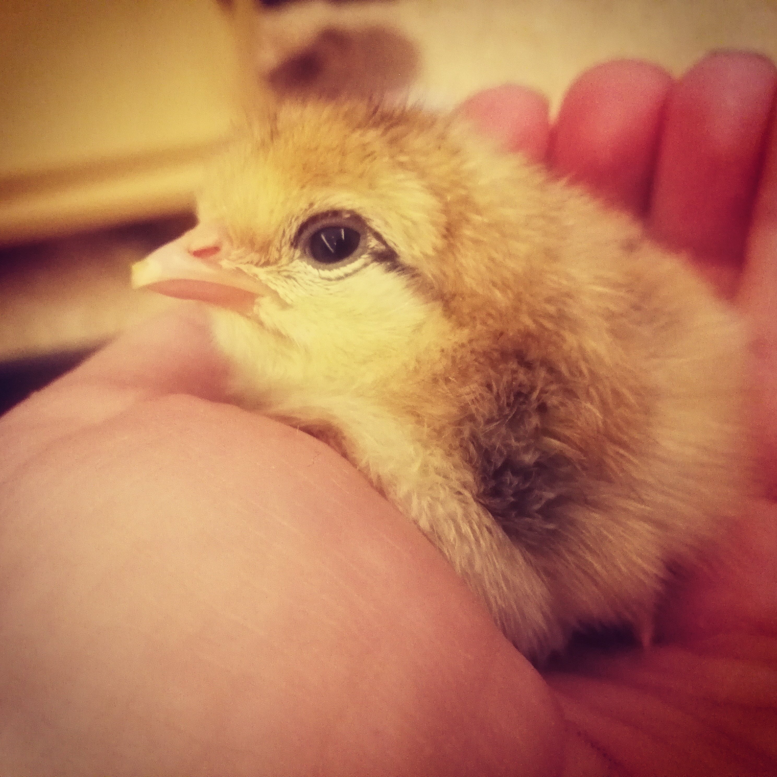 Day old cute yellow chick