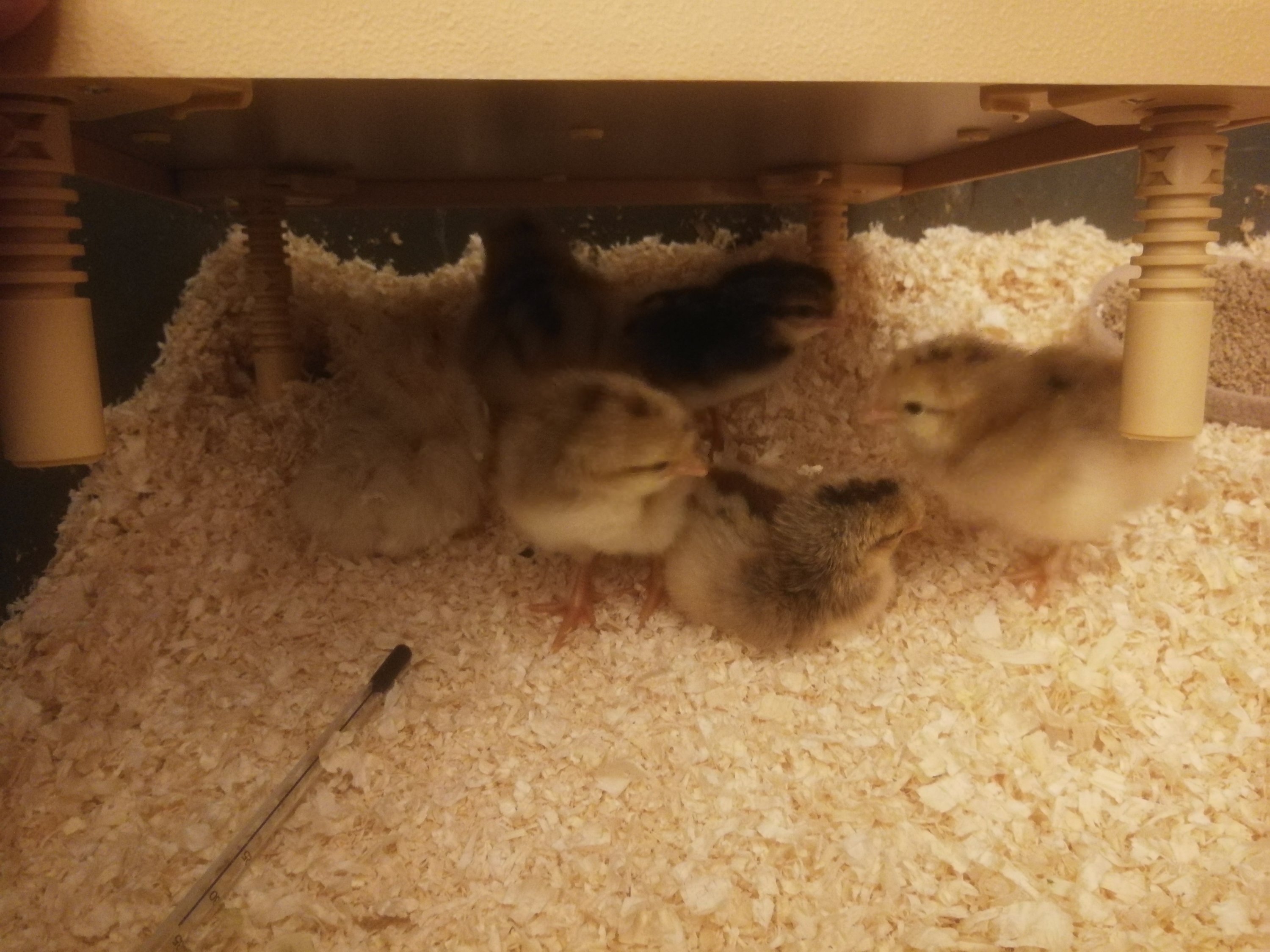 Chicks under an artificial broody hen.