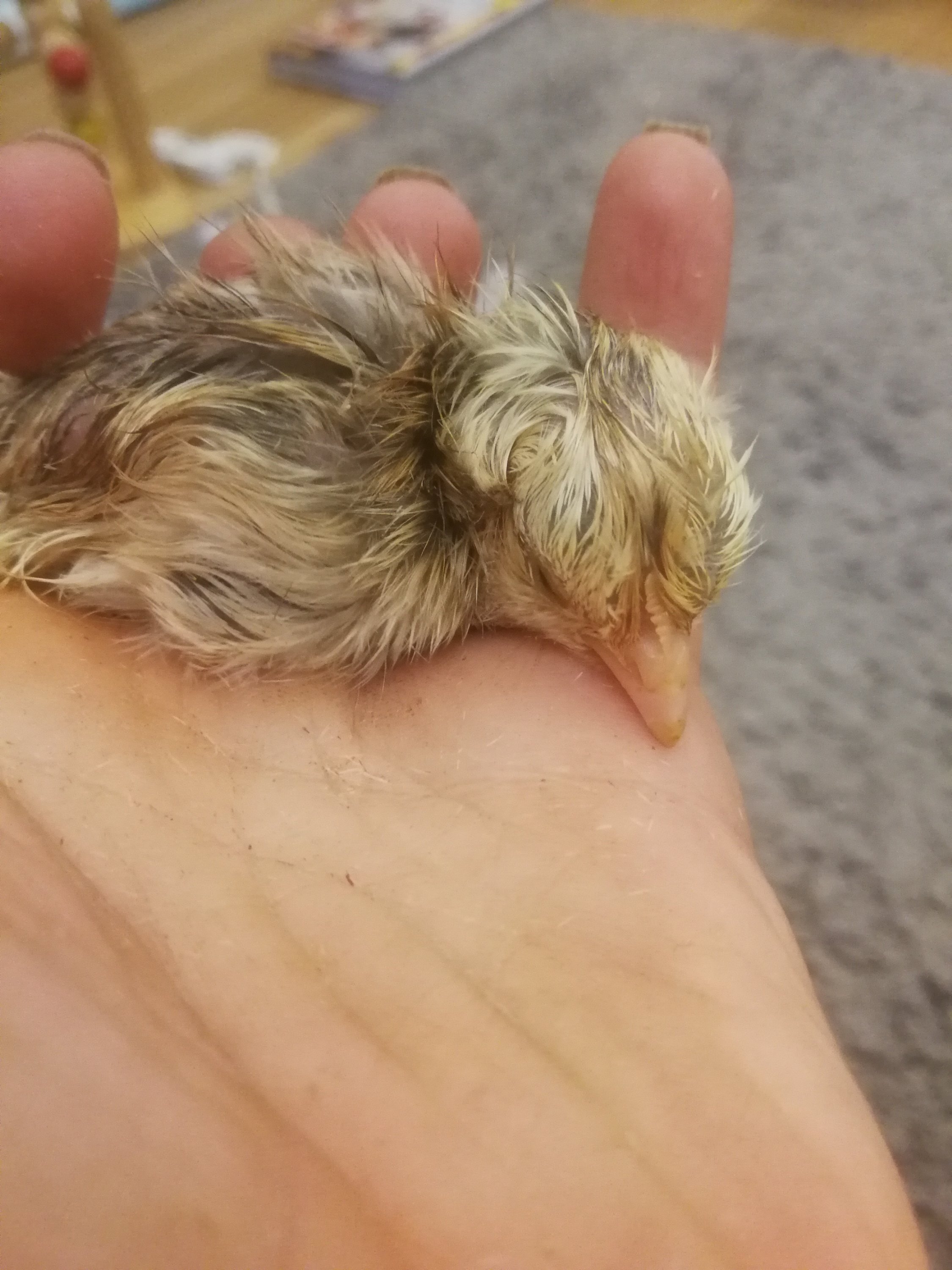 Little newly hatched chick in my hand