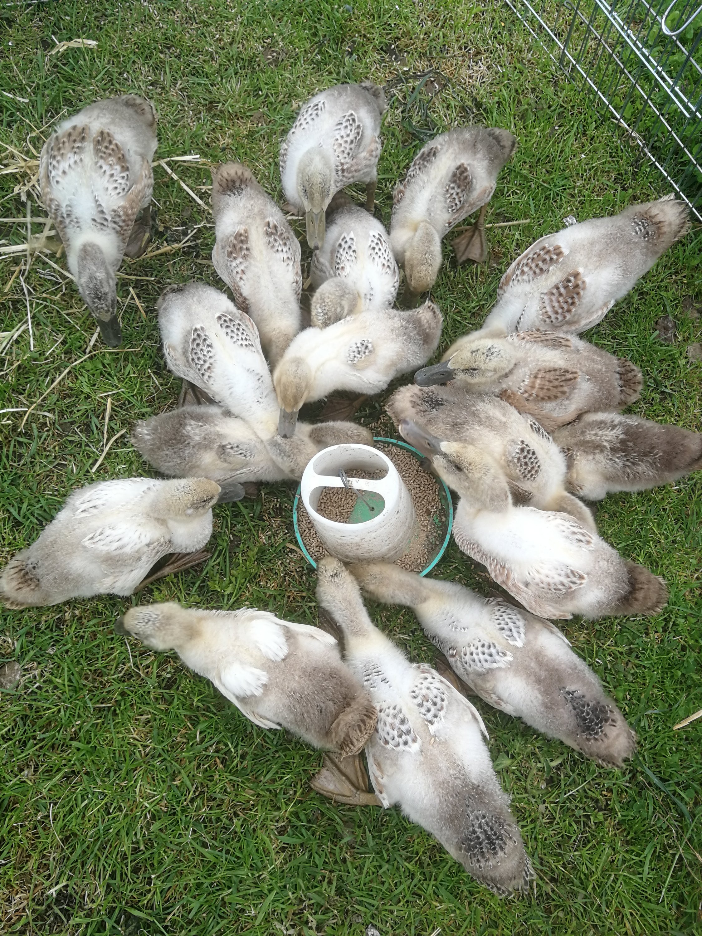 5 week old Welsh Harlequin Ducks gathered around their feeder
